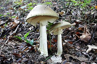 Grüner Knollenblätterpilz