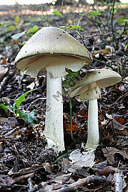 Grüner Knollenblätterpilz