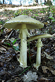 Grüner Knollenblätterpilz