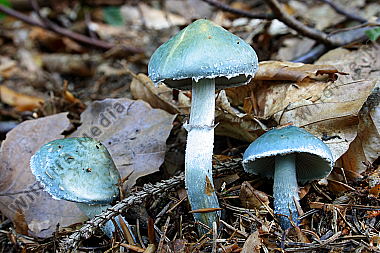 Blauer Träuschling