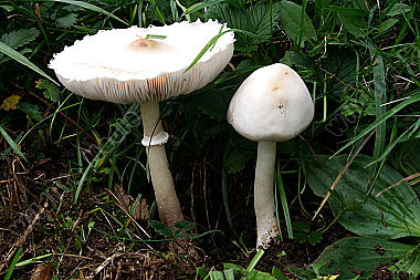 Rosablättriger Egerlingsschirmling