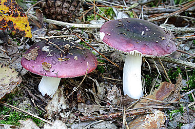 Amethysttäubling