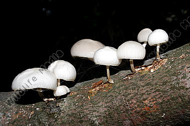 Beringter Schleimrübling
