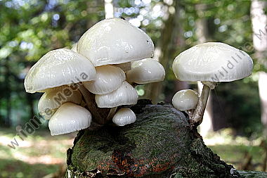 Beringter Schleimrübling