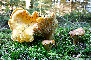 Eierschwammerl