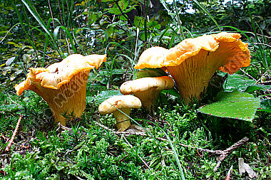 Eierschwammerl
