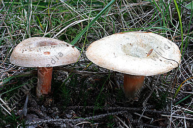 Fichtenreizker