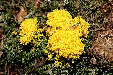 Gelbe Lohblüte