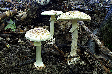 Gelber Knollenblätterpilz