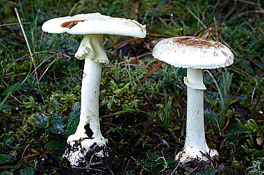 Gelber Knollenblätterpilz
