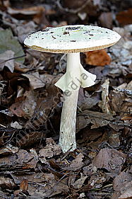 Gelber Knollenblätterpilz