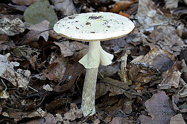 Gelber Knollenblätterpilz