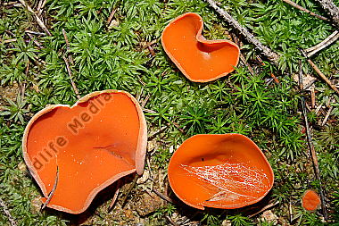 Gemeiner Orangebecherling