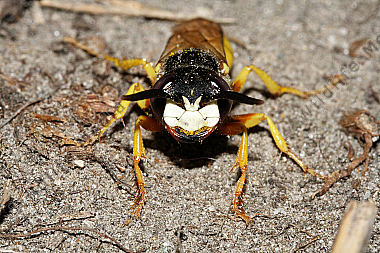 Bienenwolf