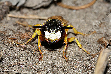 Bienenwolf