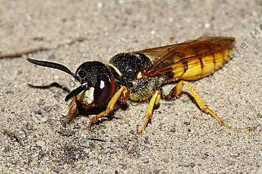 Bienenwolf