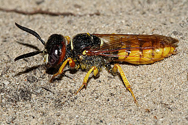Bienenwolf