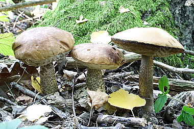 Birkenpilz