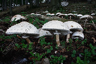 Safranschirmling