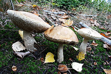 Birkenpilz