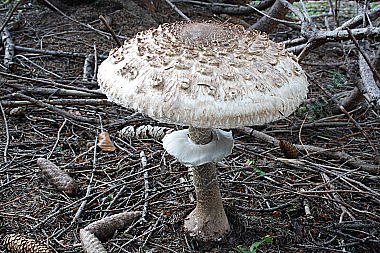 Parasolpilz