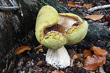 Steinpilz