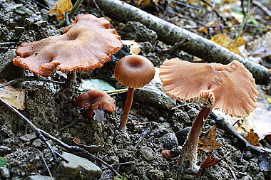 Roter Lacktrichterling