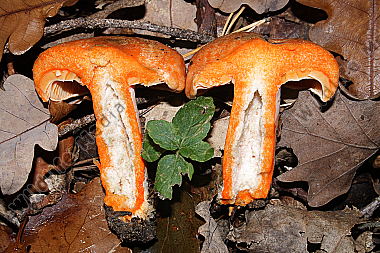 Fichtenreizker