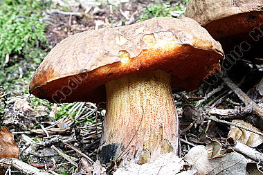 Flockenstieliger Hexenröhrling