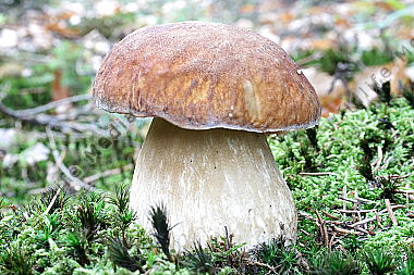 Steinpilz