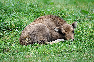 Wisent