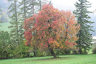 Herbstlicher Birnbaum