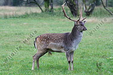 Damhirsch