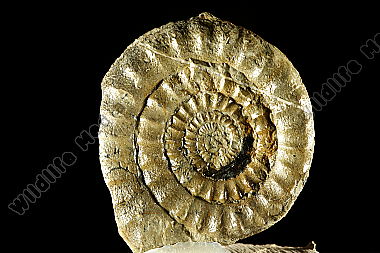 Ammoniten