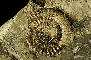 Ammoniten