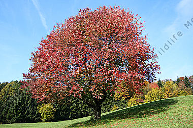 Vogelkirsche im Herbstlaub
