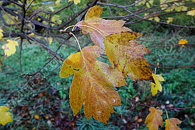 Elsbeere im Herbstlaub