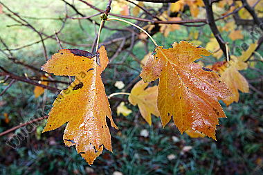 Elsbeere im Herbstlaub