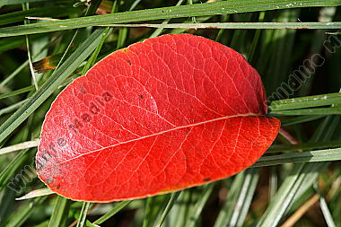 Rotes Birnbaumblatt