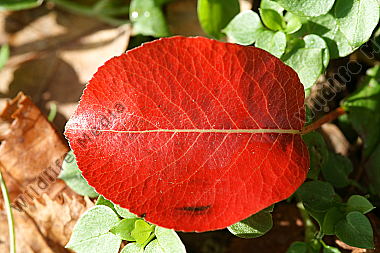 Rotes Birnbaumblatt
