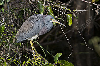 Dreifarbenreiher