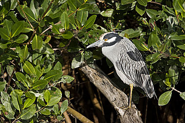 Krabbenreiher