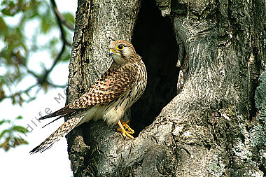 Turmfalke