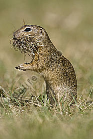Ziesel