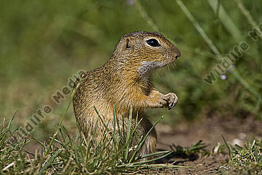 Ziesel