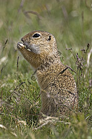Ziesel