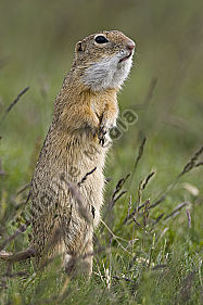 Ziesel