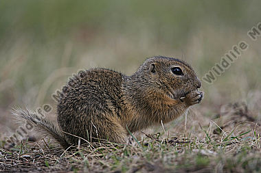 Ziesel