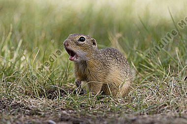 Ziesel