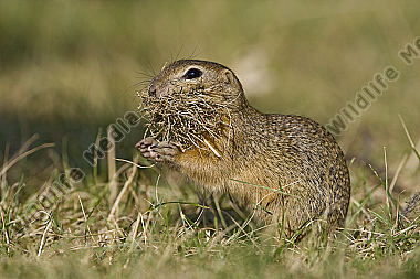 Ziesel
